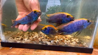 Yellow Blaze Cichlid [upl. by Snah]