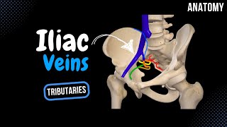 Iliac Veins Topography Visceral and Parietal Tributaries  Anatomy [upl. by Aggri]