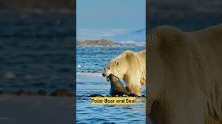 Seal in the Grip of a Polar Bear polarbear seal [upl. by Nosduj]