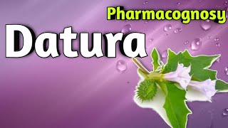 Pharmacognosy of Datura [upl. by Eesac]