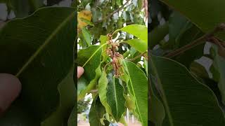 மகிழம் மரம்  Spanish Cherry Mimusops elengi nature trees special plants fruit village life [upl. by Adlecirg]