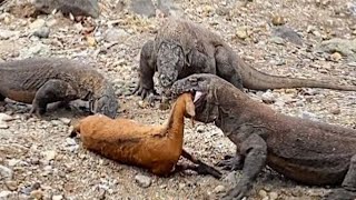 Amazing Komodo dragon hunting [upl. by Eugilegna]