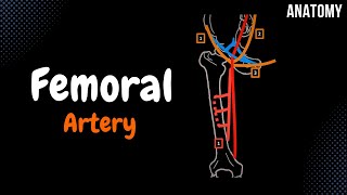 Femoral Artery EASY Scheme  Course  Branches [upl. by Farris]