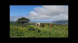 Bracken rolling with Molly above the Dyfi Estuary [upl. by Aniahs]