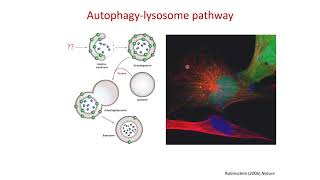 Autophagy and Neurodegeneration Autophagylysosome Pathway in Neurodegenerative Disease [upl. by Enos187]