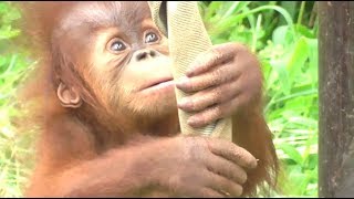 Baby Orangutan POPO 28  5 and Half Months Old [upl. by Volny131]