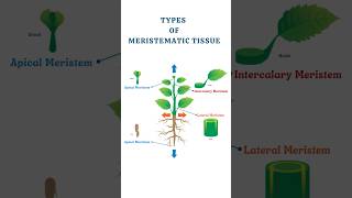 Meristematic Tissue Types Structure and Function Explained  Apical Lateral Intercalary [upl. by Aleakcim]