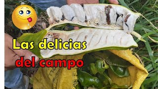 🤤Propiedades y Beneficios de la GuamaLa fruta de la guaba [upl. by Gabie727]