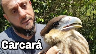 Gaviãocarcará Caracara plancus com o Biólogo Henrique [upl. by Maccarthy]