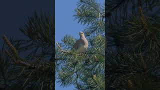 LE CHANT DE LA TOURTERELLE DES BOIS  TURTLE DOVE SINGING [upl. by Zillah357]