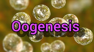 Oogenesis [upl. by Nraa]