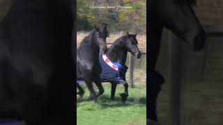 Friesians in the USA 2 [upl. by Alair387]