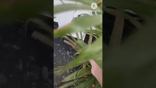 palm plant ko dhoop m ain rkhe ya ya nhi yesNo plz comt short RR Vlogs [upl. by Hgieloj]