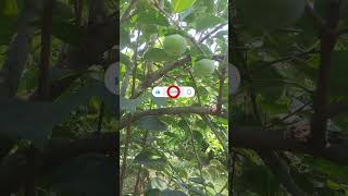 HowtoGrowpersimmon garden how lahore plants satisfying learning [upl. by Gnoc]