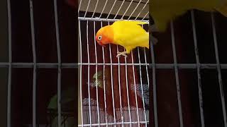 Lutino love birds Say MashAllah🥰❤️birds viralvideo parrot [upl. by Efren519]