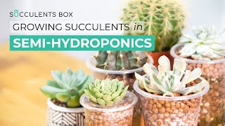 HOW TO GROW SUCCULENTS IN SEMIHYDROPONICS [upl. by Aissatsan]