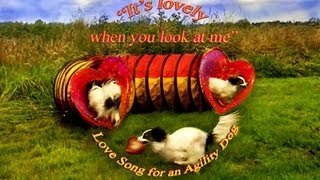 Love Song for an Agility Dog [upl. by Derry]