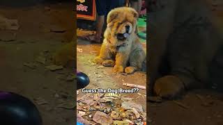 Guess the dog Breed Name  petlover dog streetdog cute love vibes post zoologist nature [upl. by Janessa]