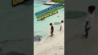 fearless kids amp friendly stingrays 🏖️ microfacts [upl. by Navinod]