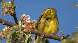 Goldammer ruht sich aus Emberiza citrinella  Natur [upl. by Idihsar]