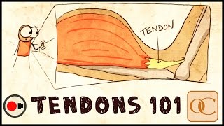 The Basic Science of Tendons amp Tendinitis [upl. by Cynthia140]