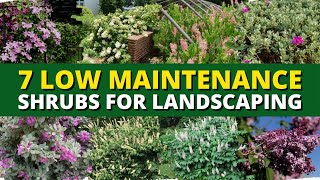 7 Best Low Maintenance Shrubs for Landscaping 🌳🌲 [upl. by Ennovihc]