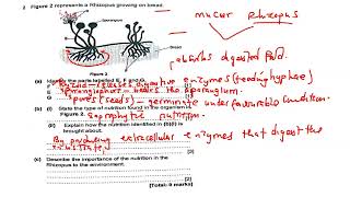 Saprophytic Nutrition  exam question full topic explained [upl. by Aihseya]