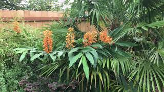 Hardy ginger is a great tropical looking plant [upl. by Klayman]