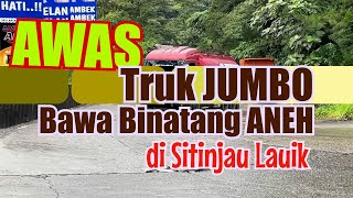 Awas Jumbo Truk Bawa Binatang Aneh yang Tak Terduga di Sitinjau Lauik [upl. by Damien]