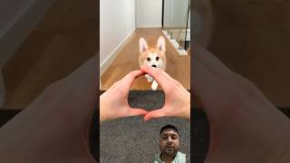 Dog on funny mood swings funny pet dog puppy funnyanimals dogsofinstagram doglover [upl. by Riedel]