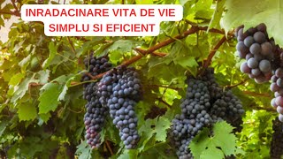 Înrădăcinare VITA de VIE simplu si eficient [upl. by Aneehsat981]