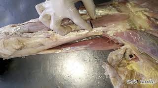 14 Forelimb Muscles of Horse Ox amp Dog UrduHindi  DVM GUIDE [upl. by Emmanuel]