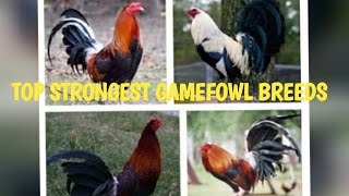 TOP STRONGEST GAMEFOWL BREEDS [upl. by Aikel889]