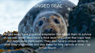 Ringed seal Fact [upl. by Kleeman]