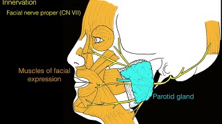 Facial nerve and facial muscles [upl. by Hiram]