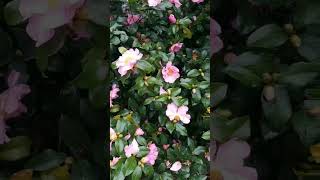 Our Christmas camellia is blooming now She is so beautiful [upl. by Neeron]