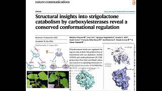 Shabek Lab  UC Davis reveals the mechanism of branching hormone Strigolactone breakdown [upl. by Lynea123]