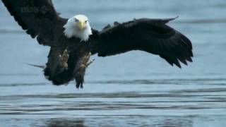 Bald Headed Eagle catches salmon [upl. by Eelrefinnej]