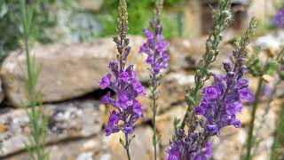 Mesmerizing Purple Toadflax in Full Bloom June 2023 [upl. by Dallman]