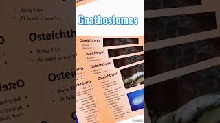 Gnathostomes 4Gnathostomes biology neet science [upl. by Nadean337]