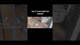 Day 2 Invercargill new zealand [upl. by Longmire]