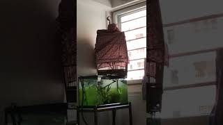 Yellow vented bulbul singing yellowventedbulbul songbird merbahkapur [upl. by Collar]