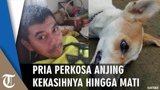 Pria 52 Tahun Perkosa Anjing hingga Mati karena Pacarnya Tak Pulang [upl. by Novak]