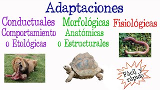 🐝¿Qué es Adaptación Tipos de Adaptación🐢 Fácil y Rápido  BIOLOGÍA [upl. by Malachy]