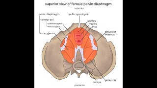 Anatomy of the Levator Ani muscles Puborectalis Pubococcygeus and iliococcygeus [upl. by Crescantia]