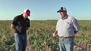 Harvested Seed Corn Field With InterSeeded Cover Crops  Fall 2018 [upl. by Rika]