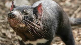 The Tasmanian Devil A New Beginning in Mainland Australia [upl. by Eraste265]