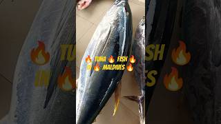 🔥 Tuna 🔥 fish 🔥 in 🔥 Maldives 🔥 comedy 🔥funny 🔥 [upl. by Suinotna144]