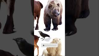 ¡Animales que Transformaron la Historia de la Humanidad animals nature viralvideo curiosidades [upl. by Adnor]