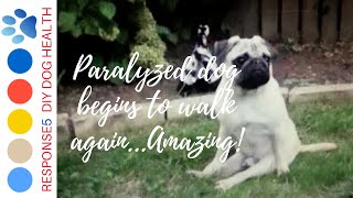 Paralyzed dog begins to walk again  Learn this Technique to help your dog [upl. by Naillig]